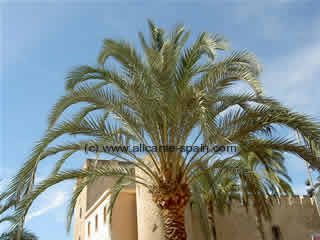 Elche world capital of palm trees