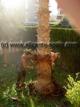 palm trees stem cleaning