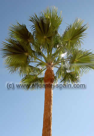 palm trees beautiful